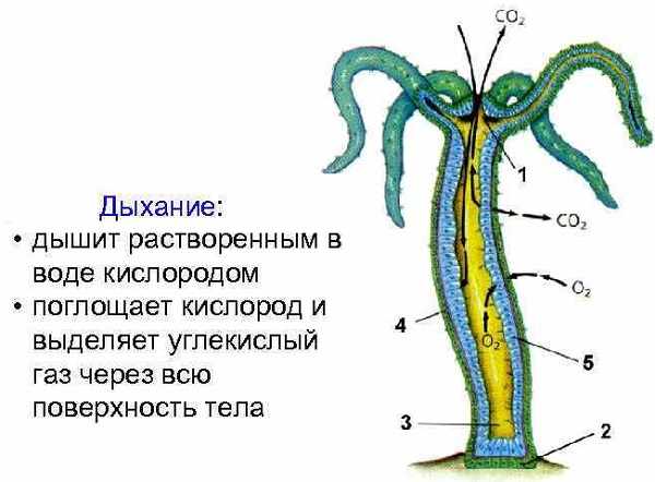 Kraken17 at сайт