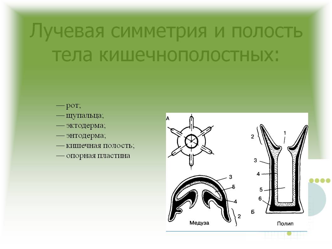 Кракен 2krnk cc